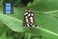 Scene 35_White Dotted Black Nympharidae on a Leaf